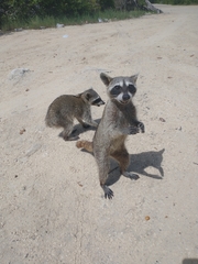 Procyon pygmaeus