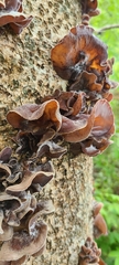 Auricularia polytricha