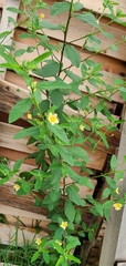 Sida rhombifolia