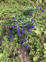 Gentiana asclepiadea