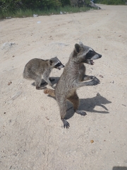 Procyon pygmaeus