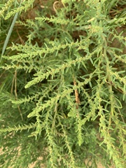 Suaeda