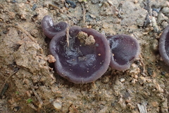 Peziza