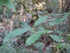 Burchellia bubalina