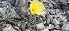 Oenothera howardii