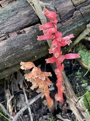 Monotropa hypopitys
