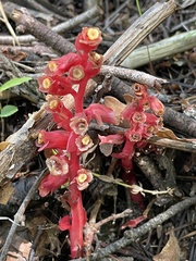 Monotropa hypopitys