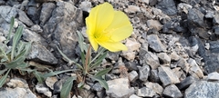 Oenothera howardii