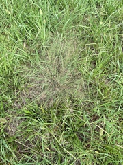 Eragrostis