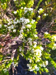 Diosma hirsuta
