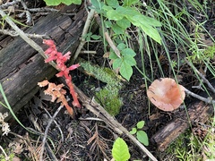 Monotropa hypopitys