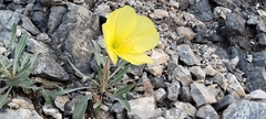 Oenothera howardii