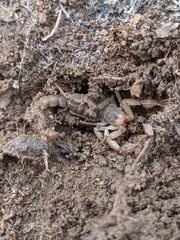 Paravaejovis spinigerus