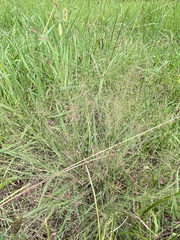 Eragrostis