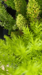 Asparagus densiflorus