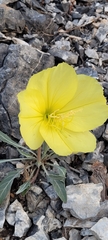 Oenothera howardii