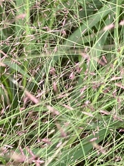 Eragrostis