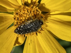 Acmaeodera rubronotata