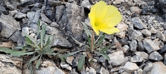 Oenothera howardii