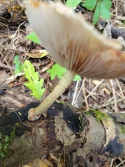 Pholiota polychroa