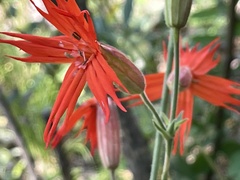 Silene laciniata