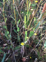 Lactuca serriola