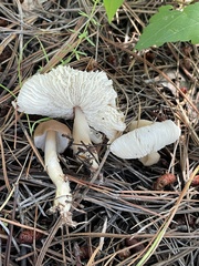 Rhodocollybia