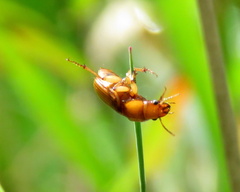 Coleoptera