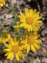 Gutierrezia wrightii