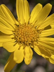 Gutierrezia wrightii