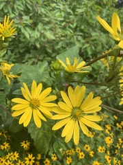 Silphium integrifolium