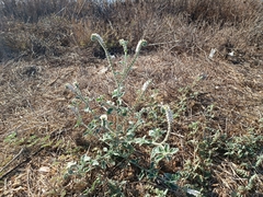 Heliotropium supinum