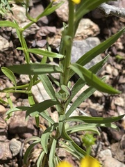 Gutierrezia wrightii