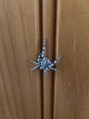 Platycryptus undatus