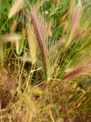 Hordeum jubatum
