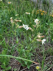 Silene latifolia alba