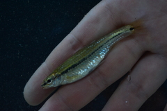 Notropis