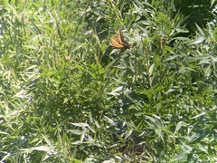 Papilio multicaudata