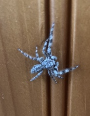 Platycryptus undatus