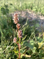 Caryophyllales