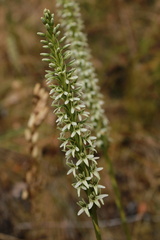 Platanthera elegans