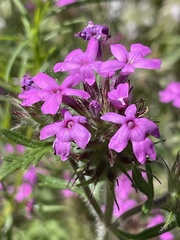Glandularia chiricahensis