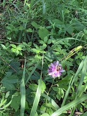Passiflora incarnata