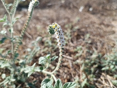 Heliotropium supinum