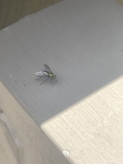 Condylostylus longicornis