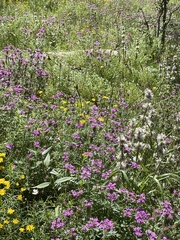 Glandularia chiricahensis