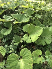Petasites