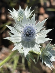 Eryngium lemmonii