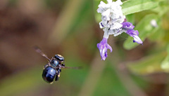 Xylocopa micans