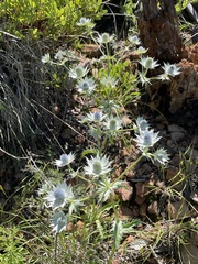 Eryngium lemmonii